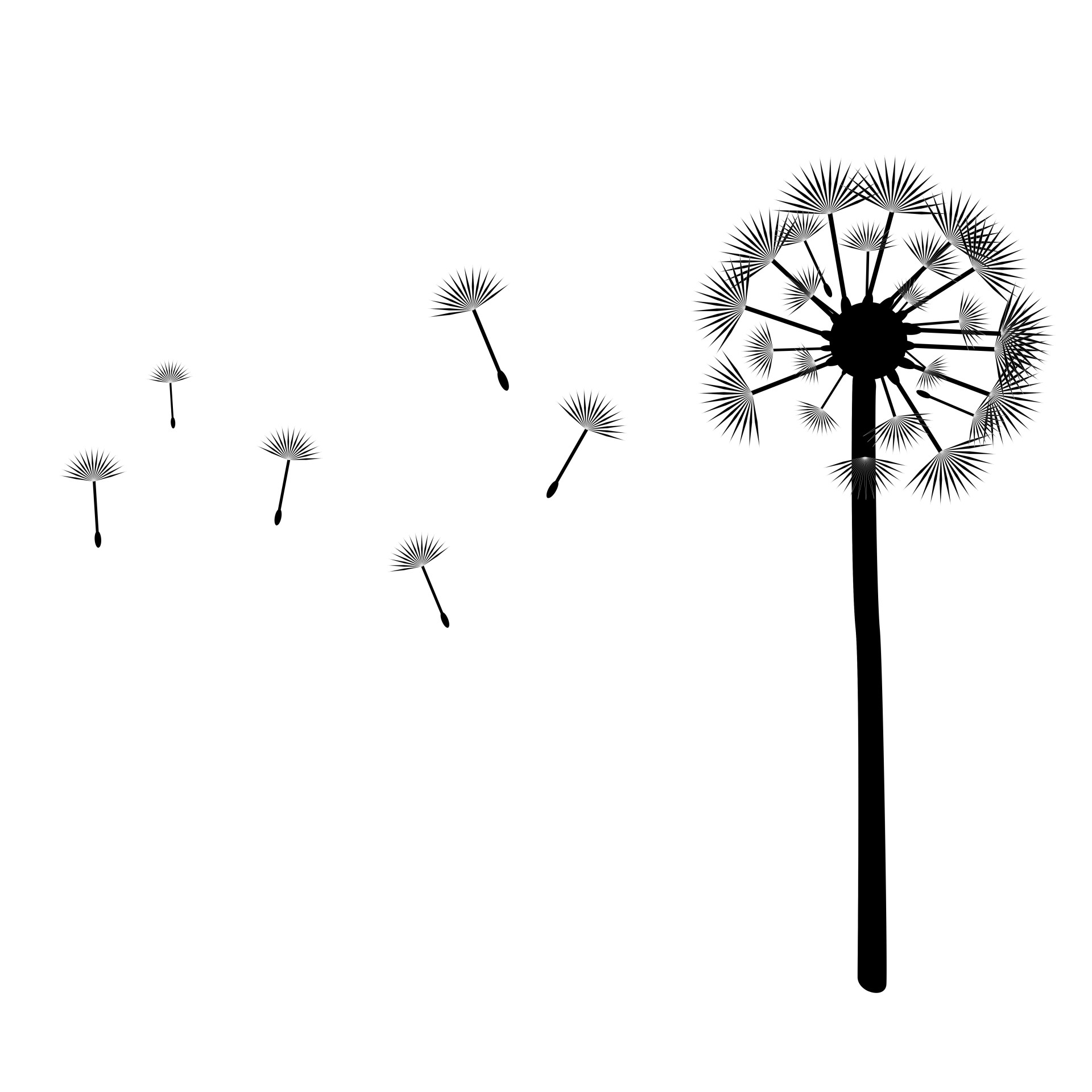 dandelion blowing wind free photo