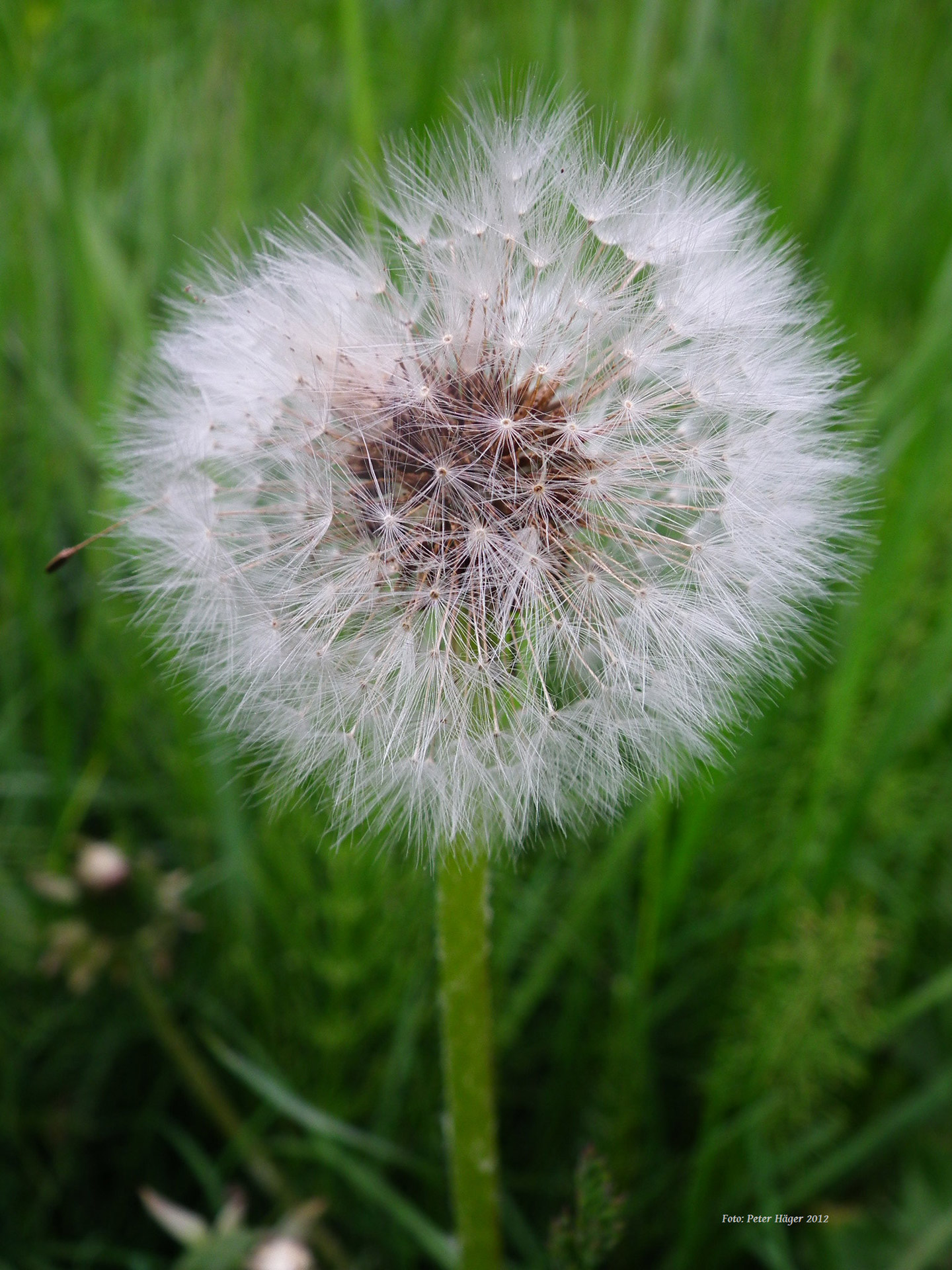 dandelion flower ball dandelion seeds free photo