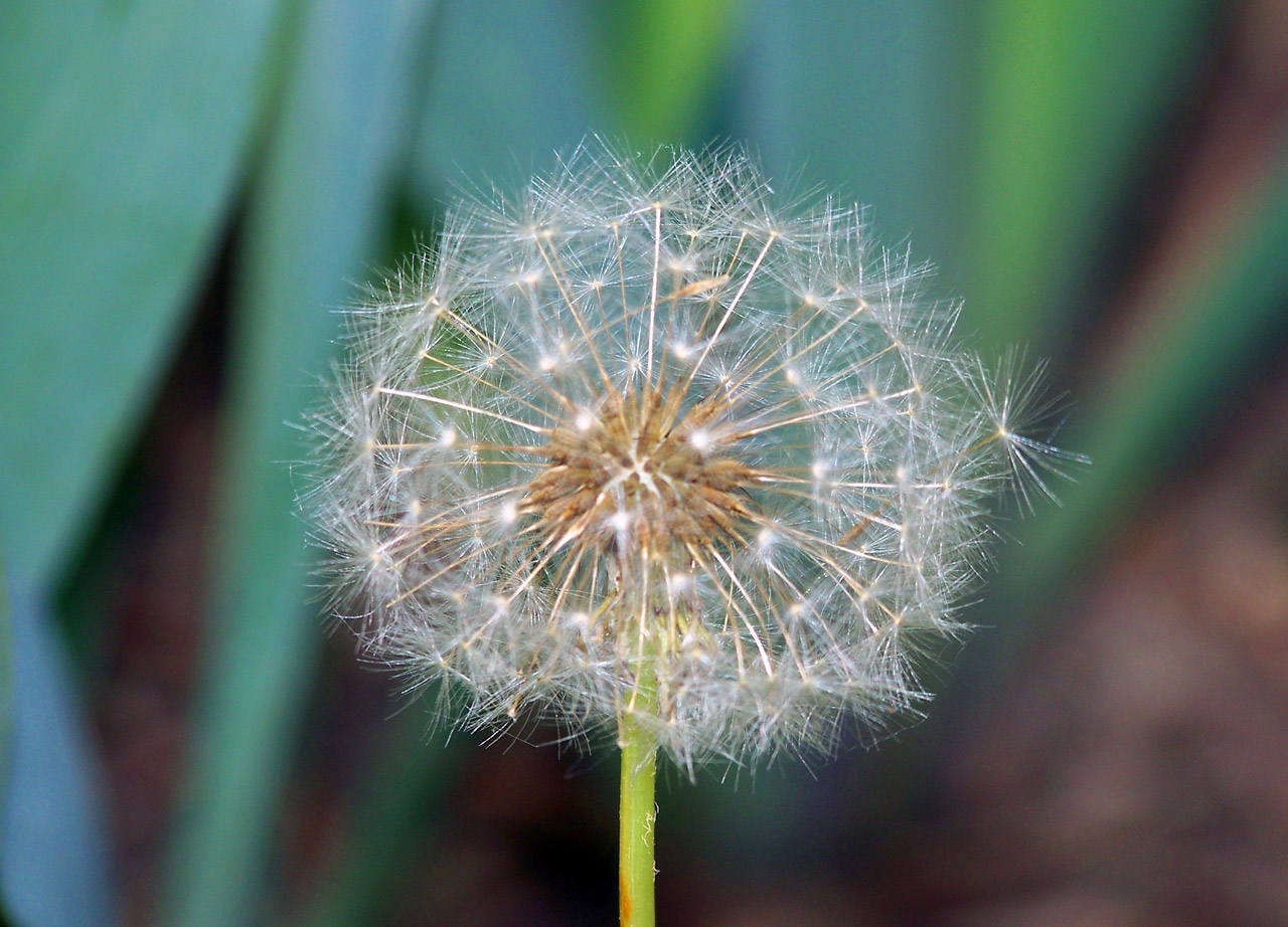 dandelion seeds dandelion seeds free photo