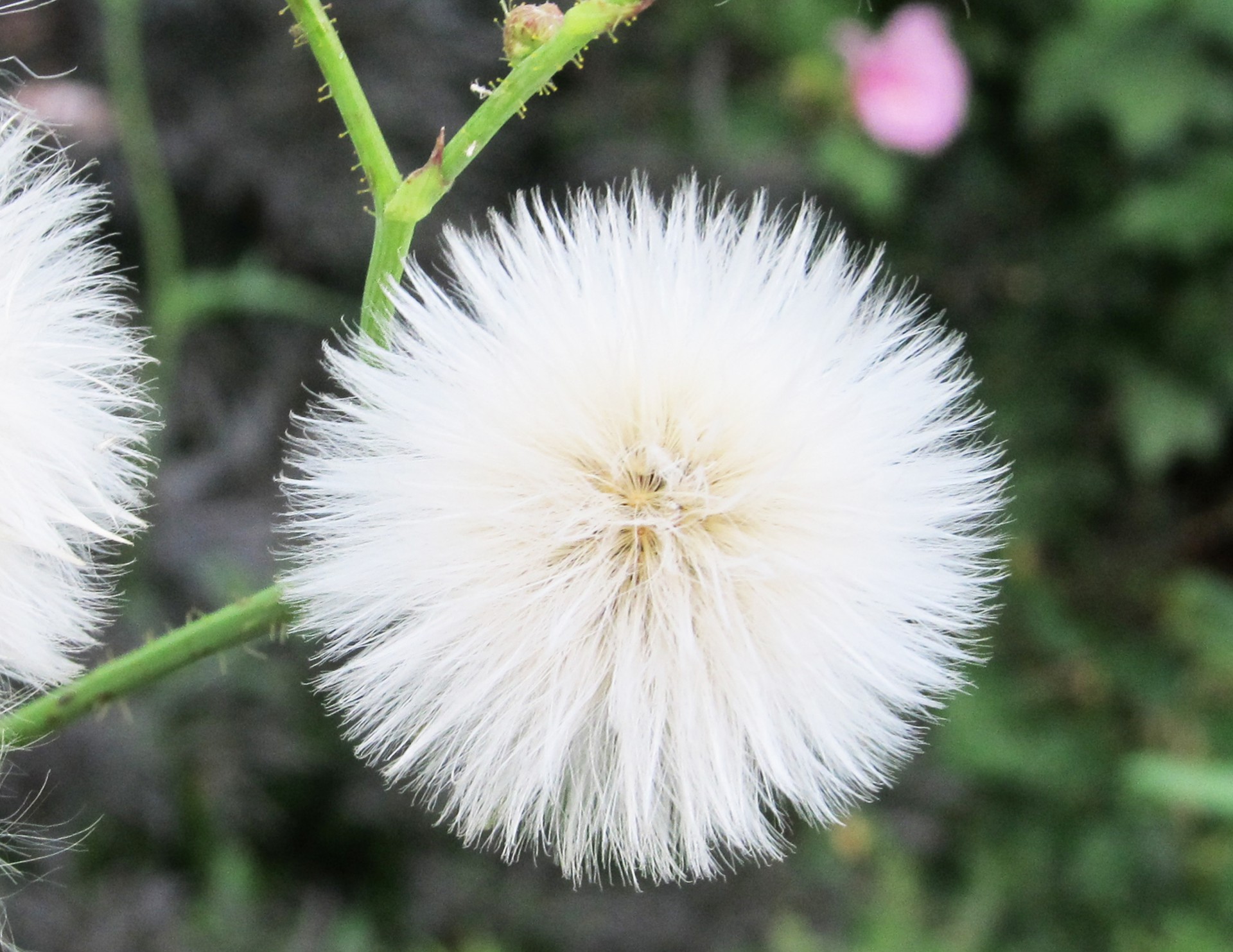 dandelion puff white free photo
