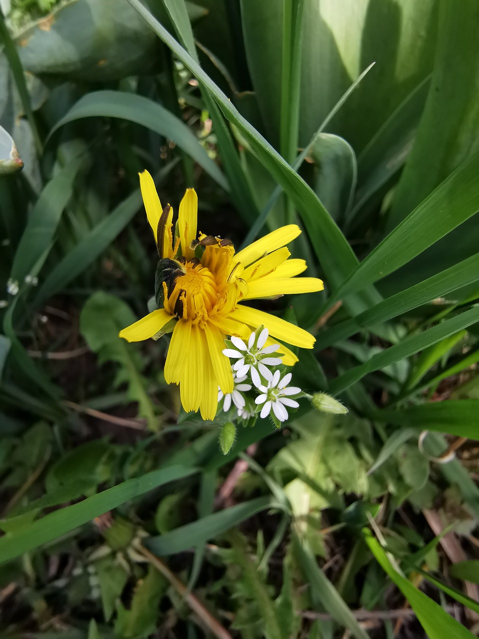 dandelion with two white flowers  dandelion in the grass  spring flowers in the blooming phaze free photo