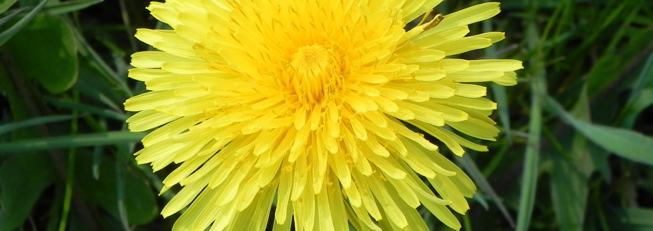 flower dandelion yellow free photo