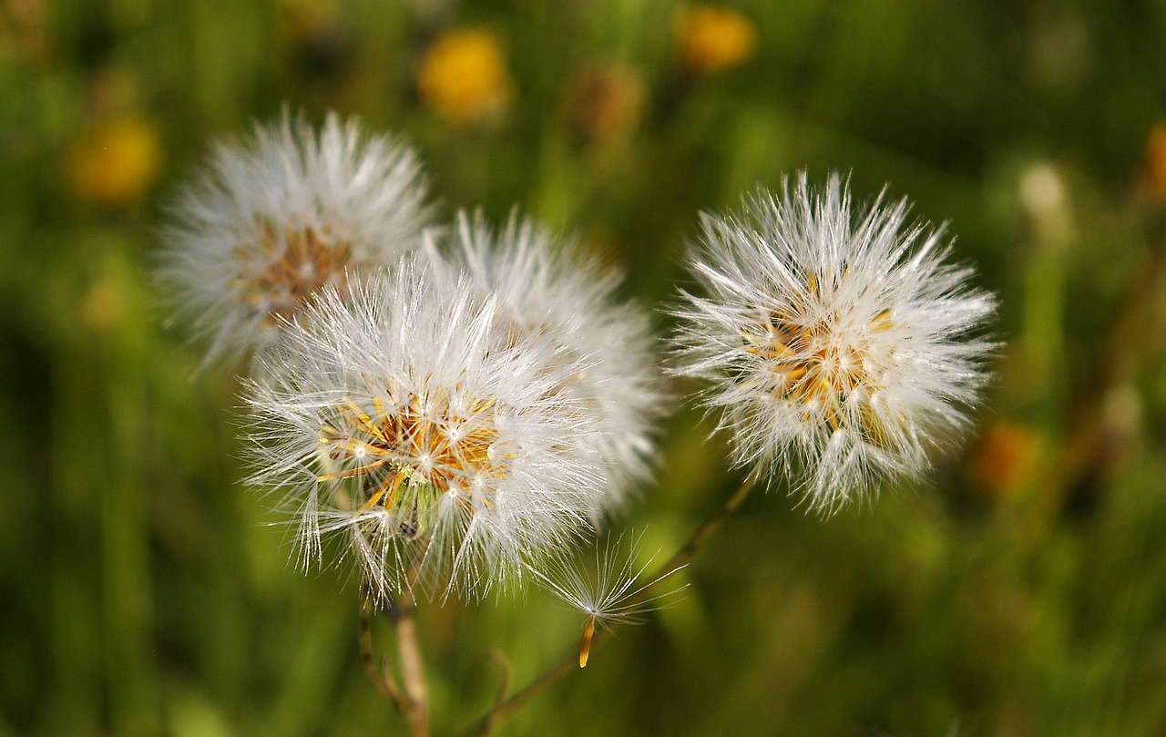 dandelions nature flora free photo