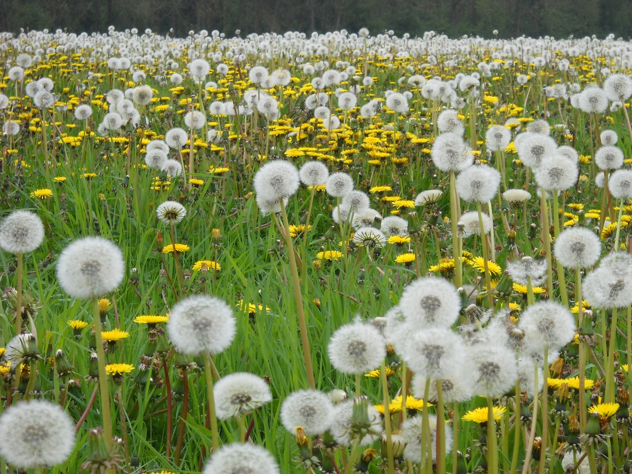 dandelions meadow bloom free photo