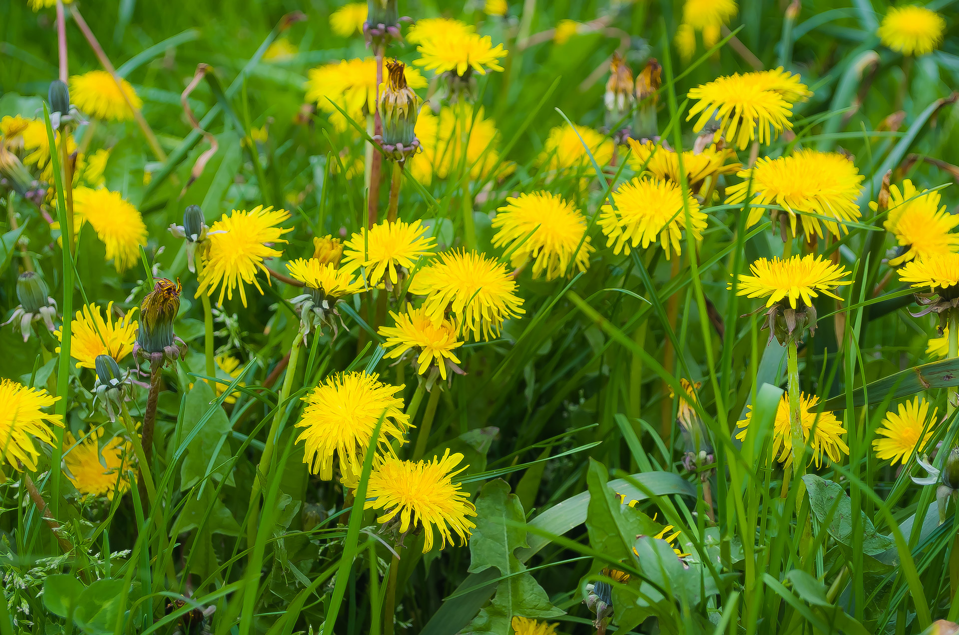 dandelion dandelions fluff free photo