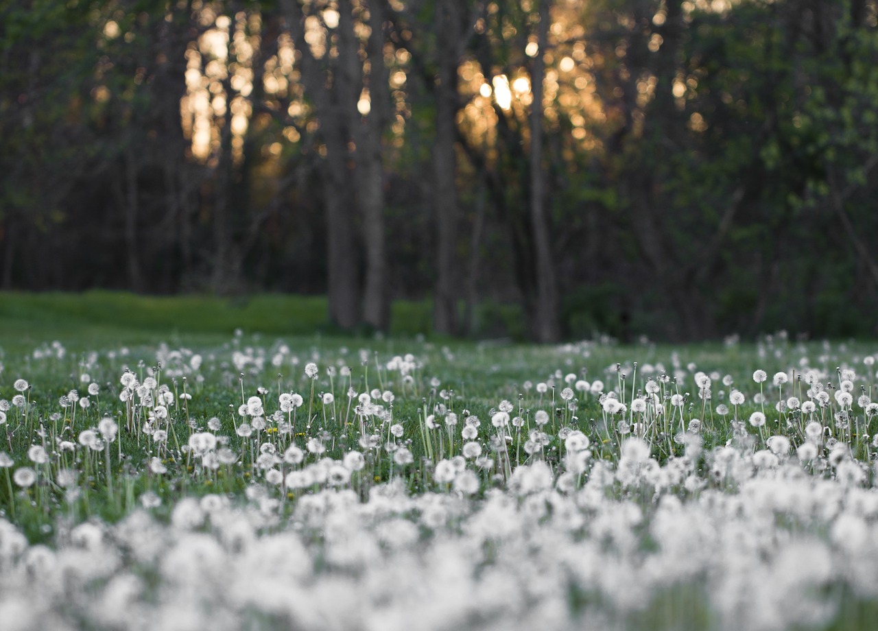 dandelions white field free photo