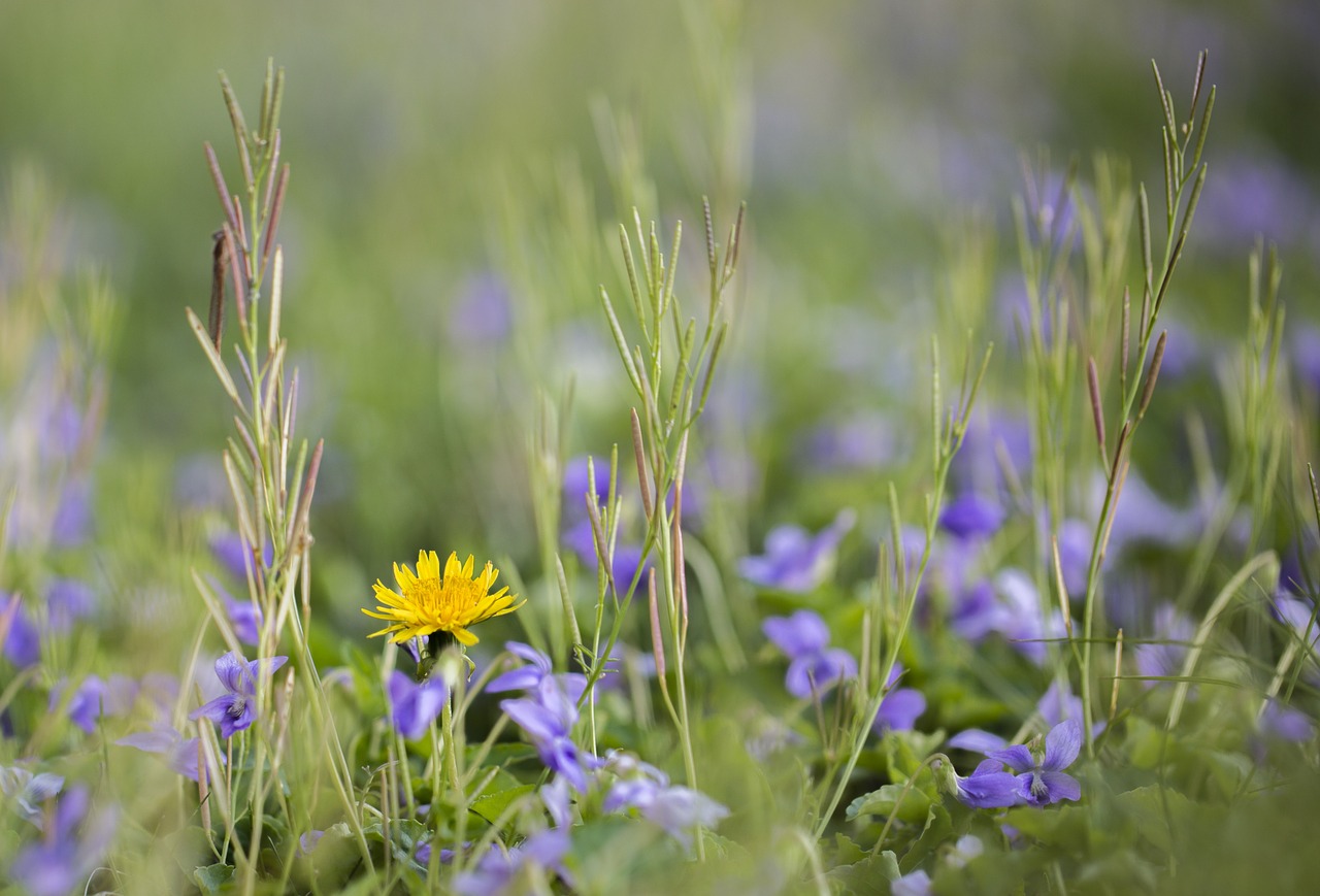 dandelions flower purple free photo