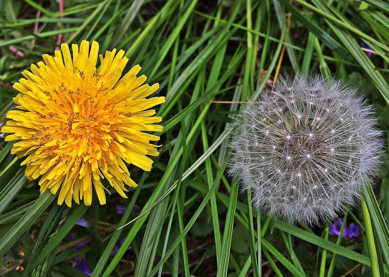 dandelions weeds nature free photo