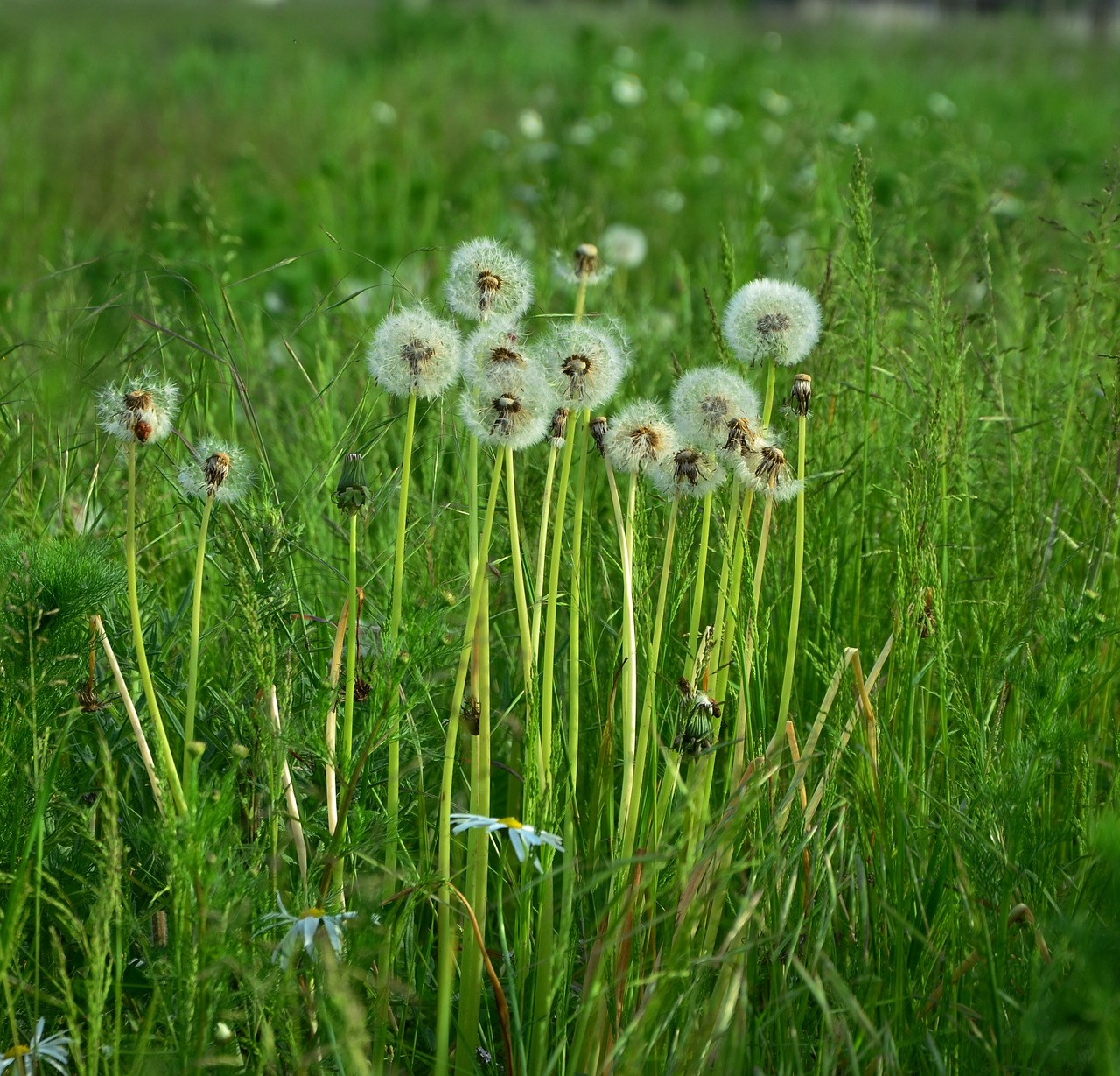 dandelions dandelion meadow free photo