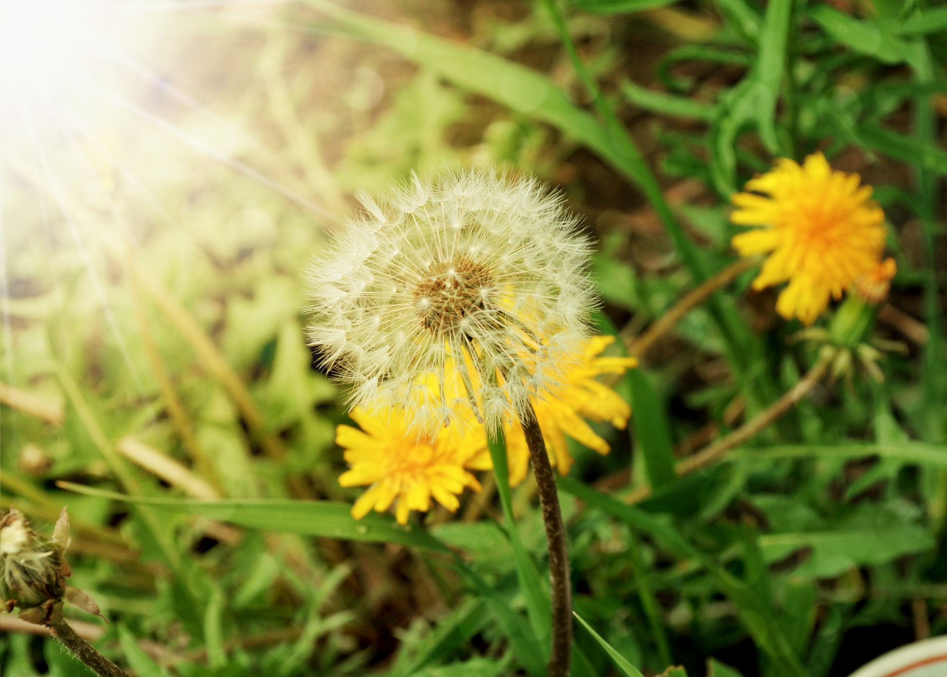 flowers dandelion grass free photo