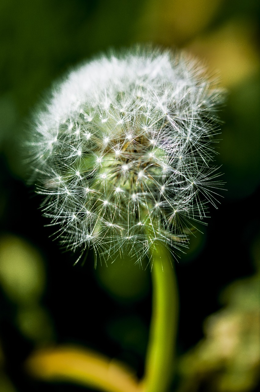 dandelion impression blur free photo