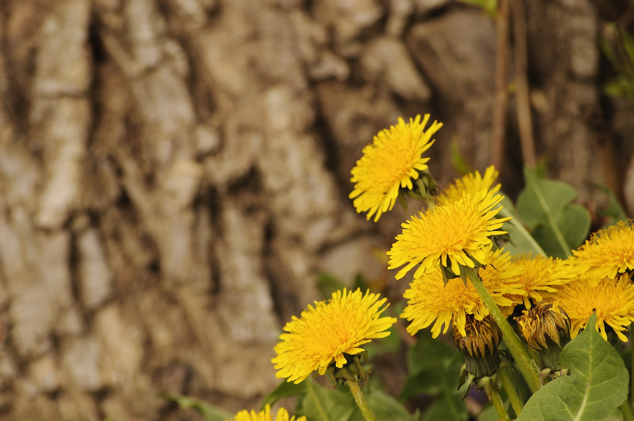 dandelions nature flowers free photo