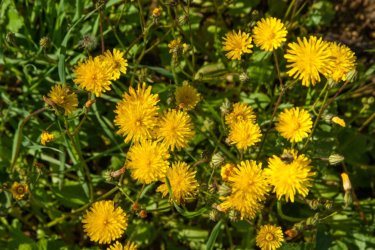 dandelions yellow flowers wild plants free photo