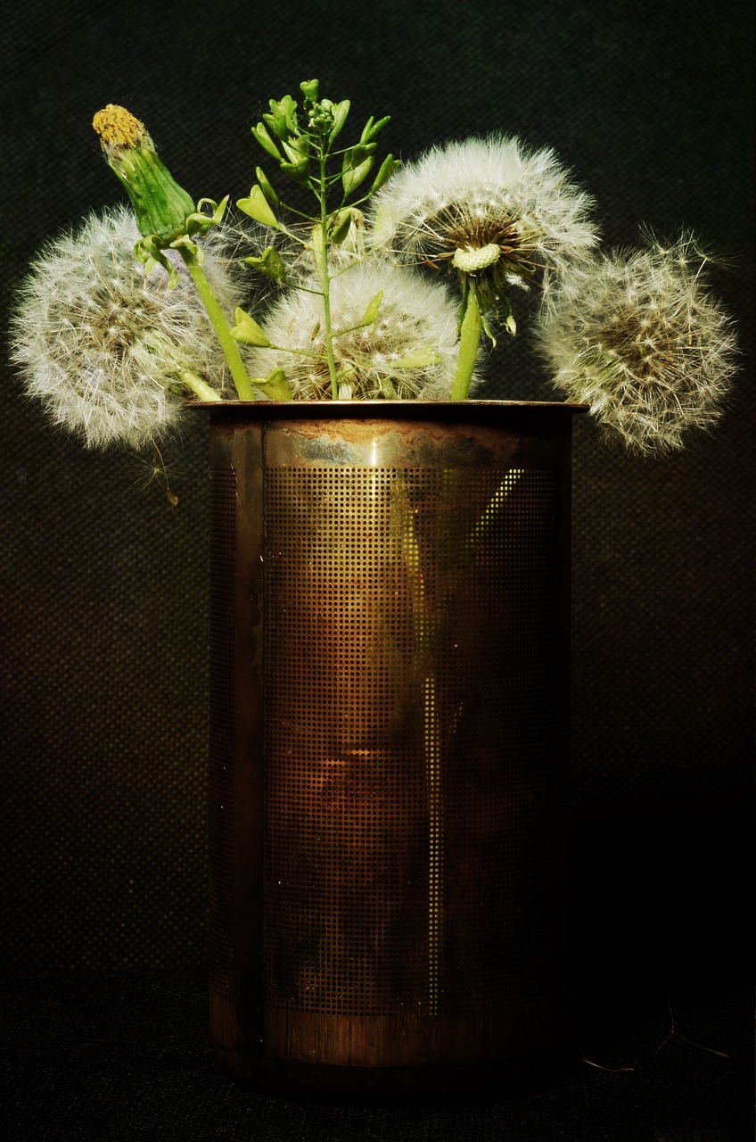 dandelions still life flowers free photo