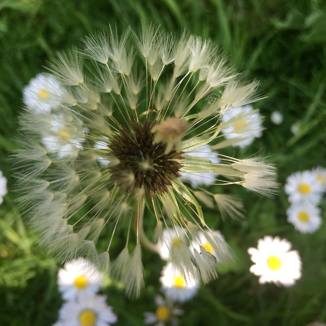 dandelions flower grass free photo