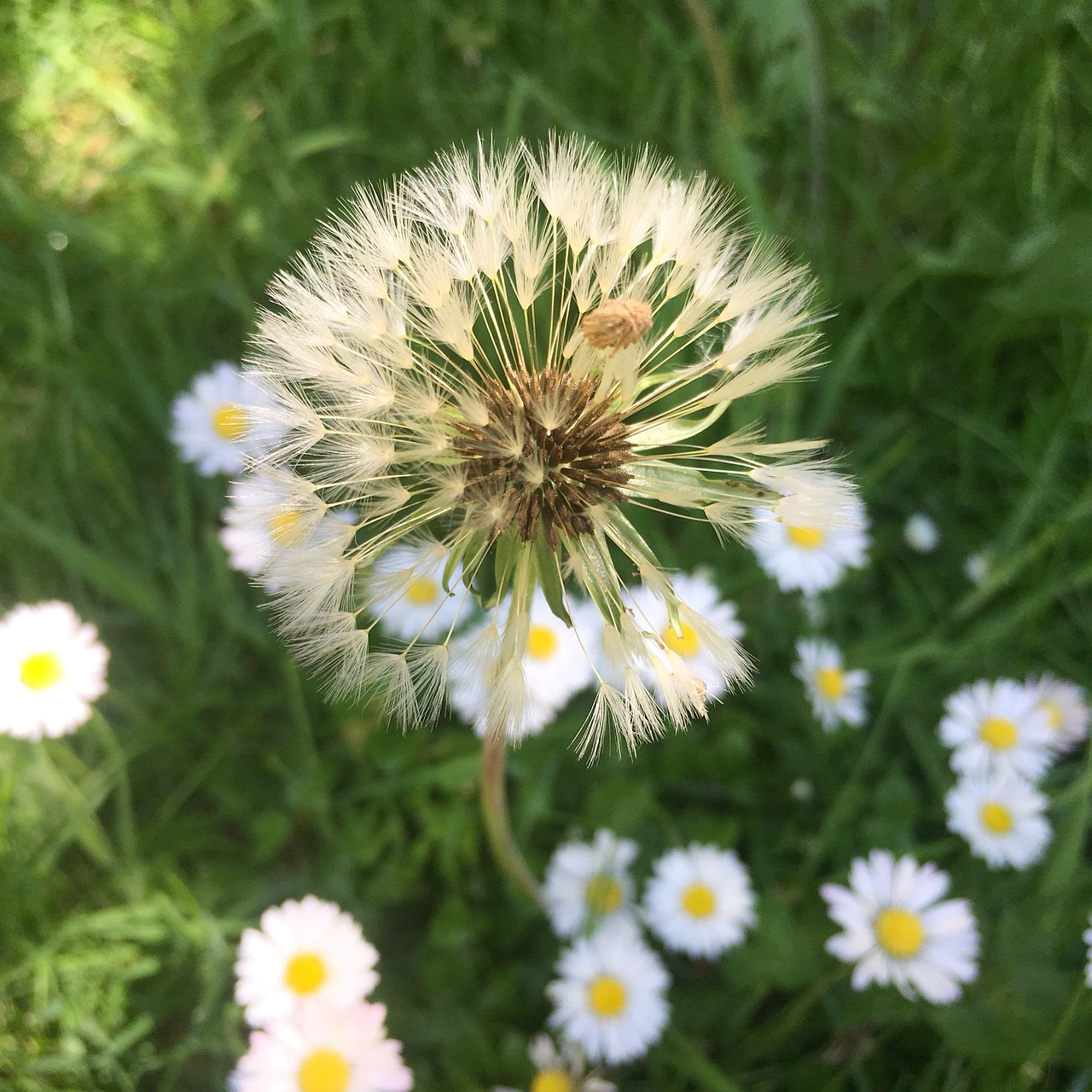 dandelions flowers grass free photo