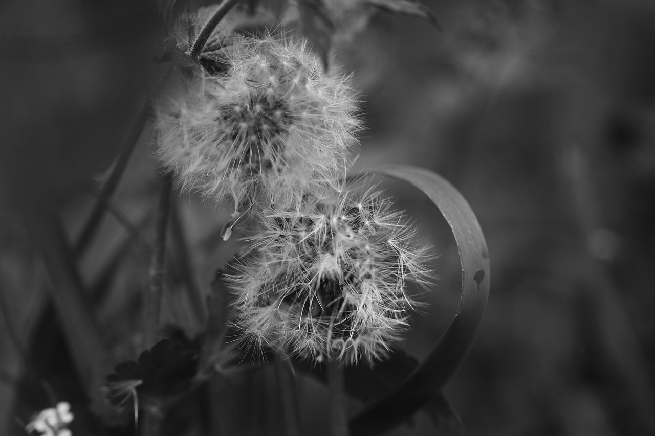 dandelions flowers spring flowers free photo