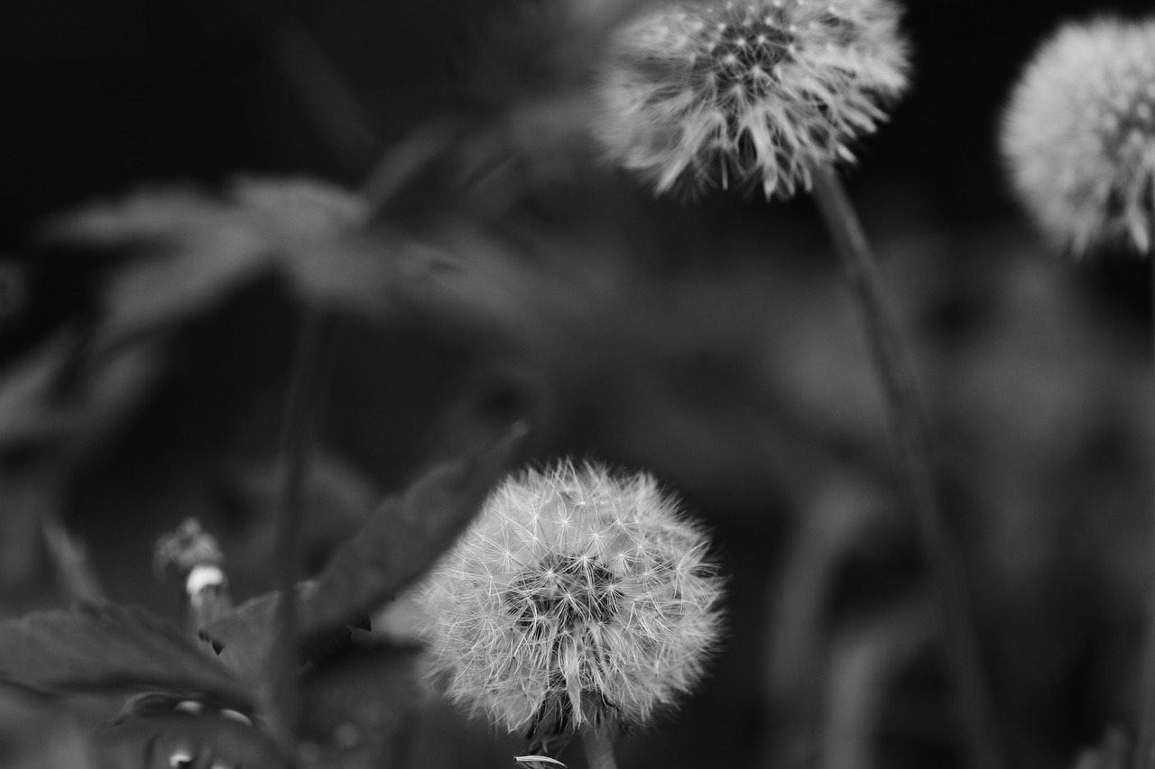 dandelions flowers spring flowers free photo