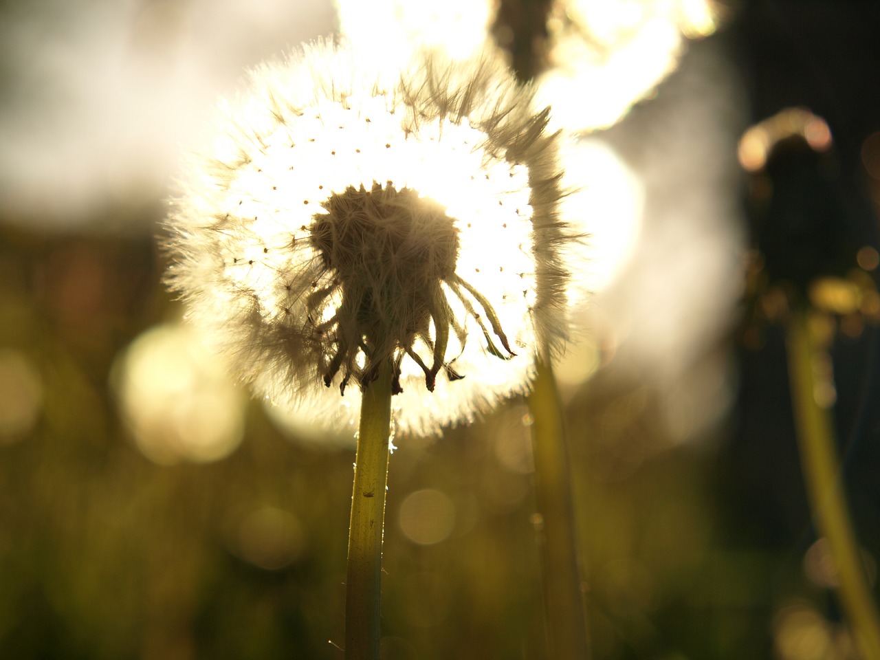 dandelions dandelion sonchus oleraceus free photo