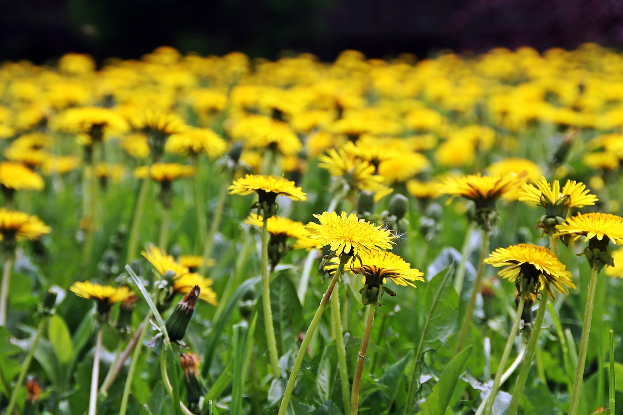 dandelions greens nature free photo