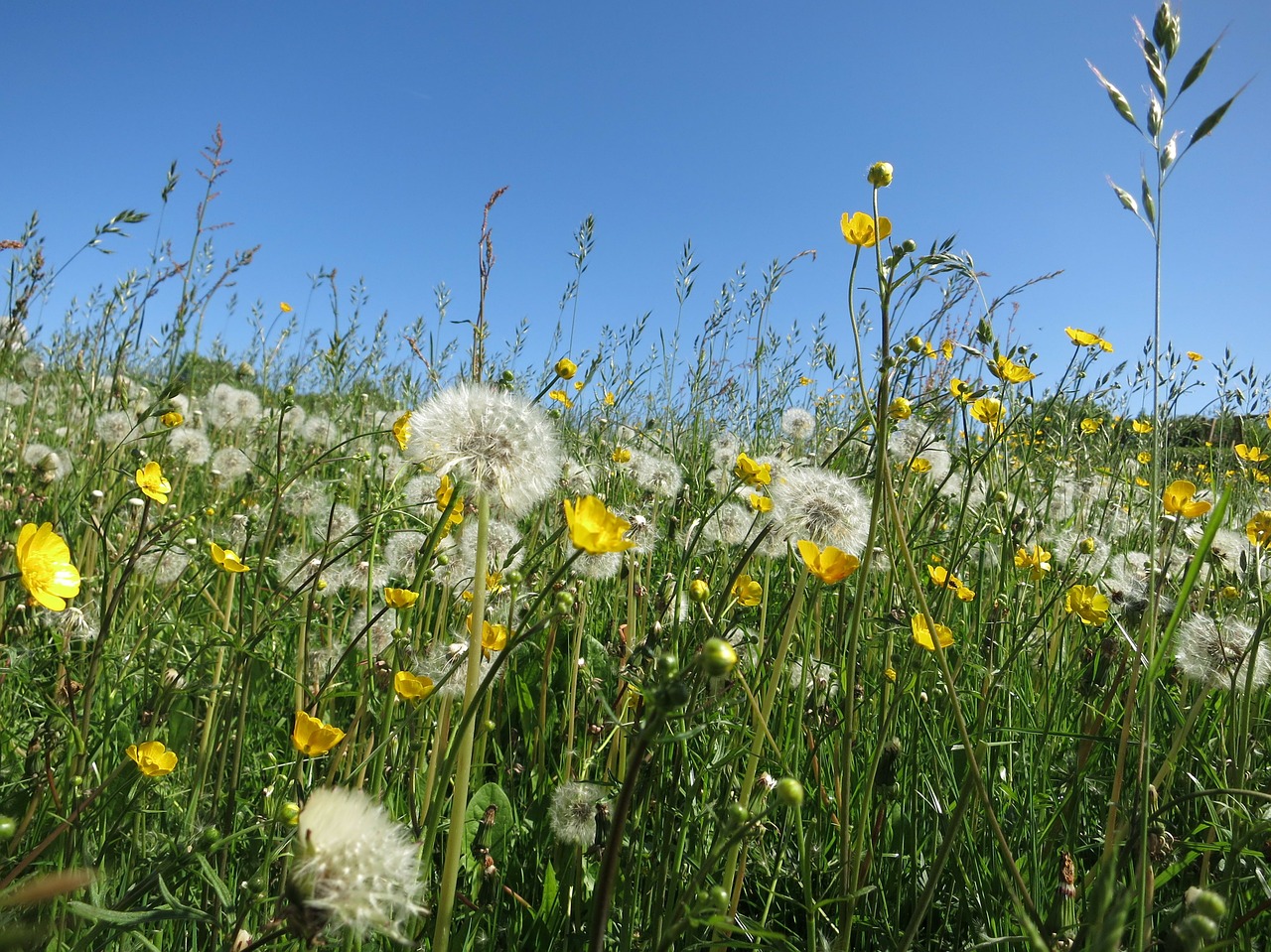 dandelions flowers meadow free photo