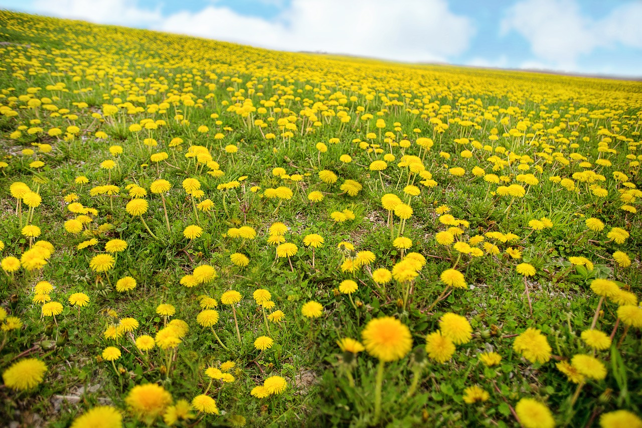 dandelions  spring  yellow free photo