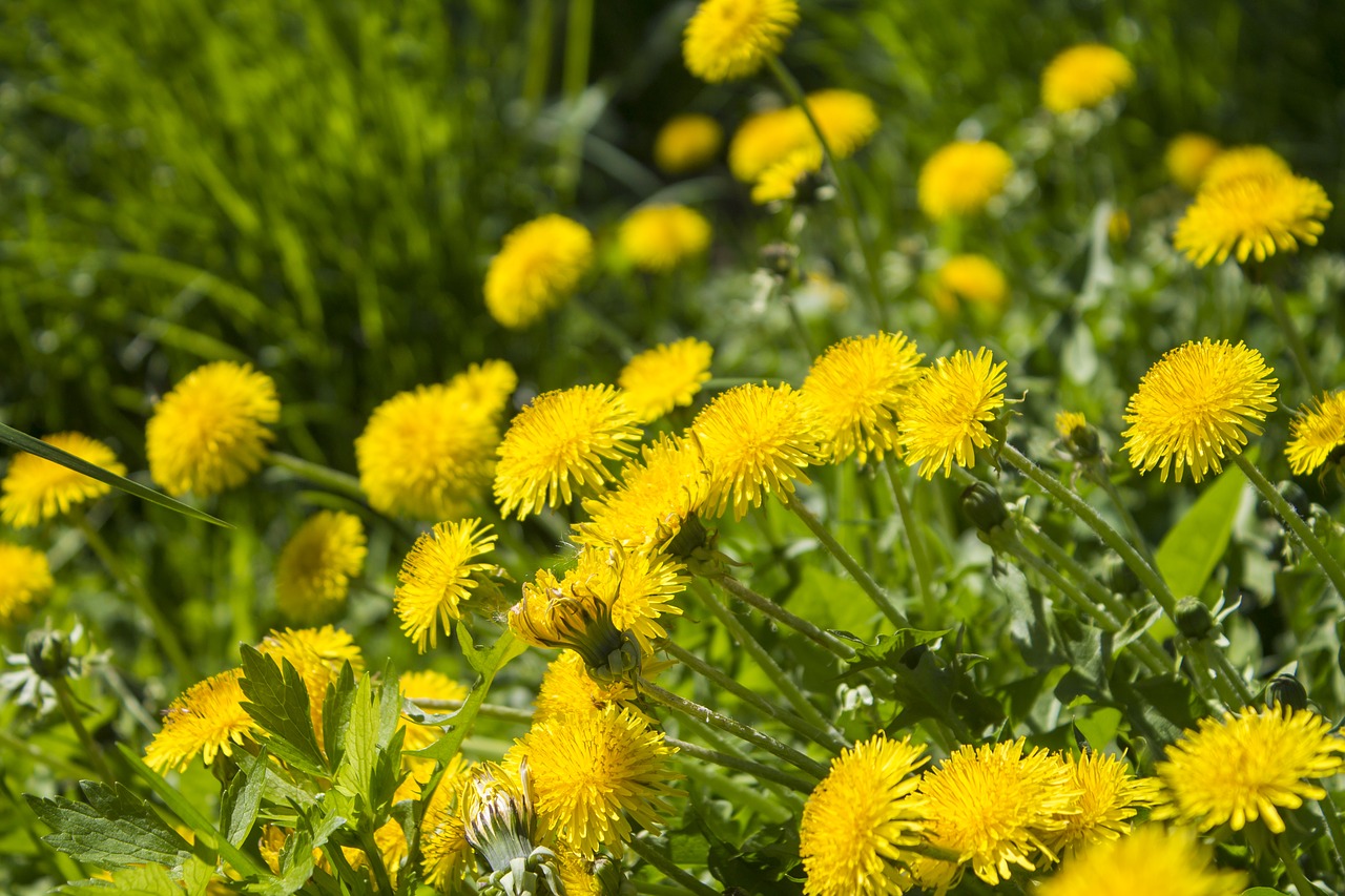 dandelions  spring  dandelion free photo