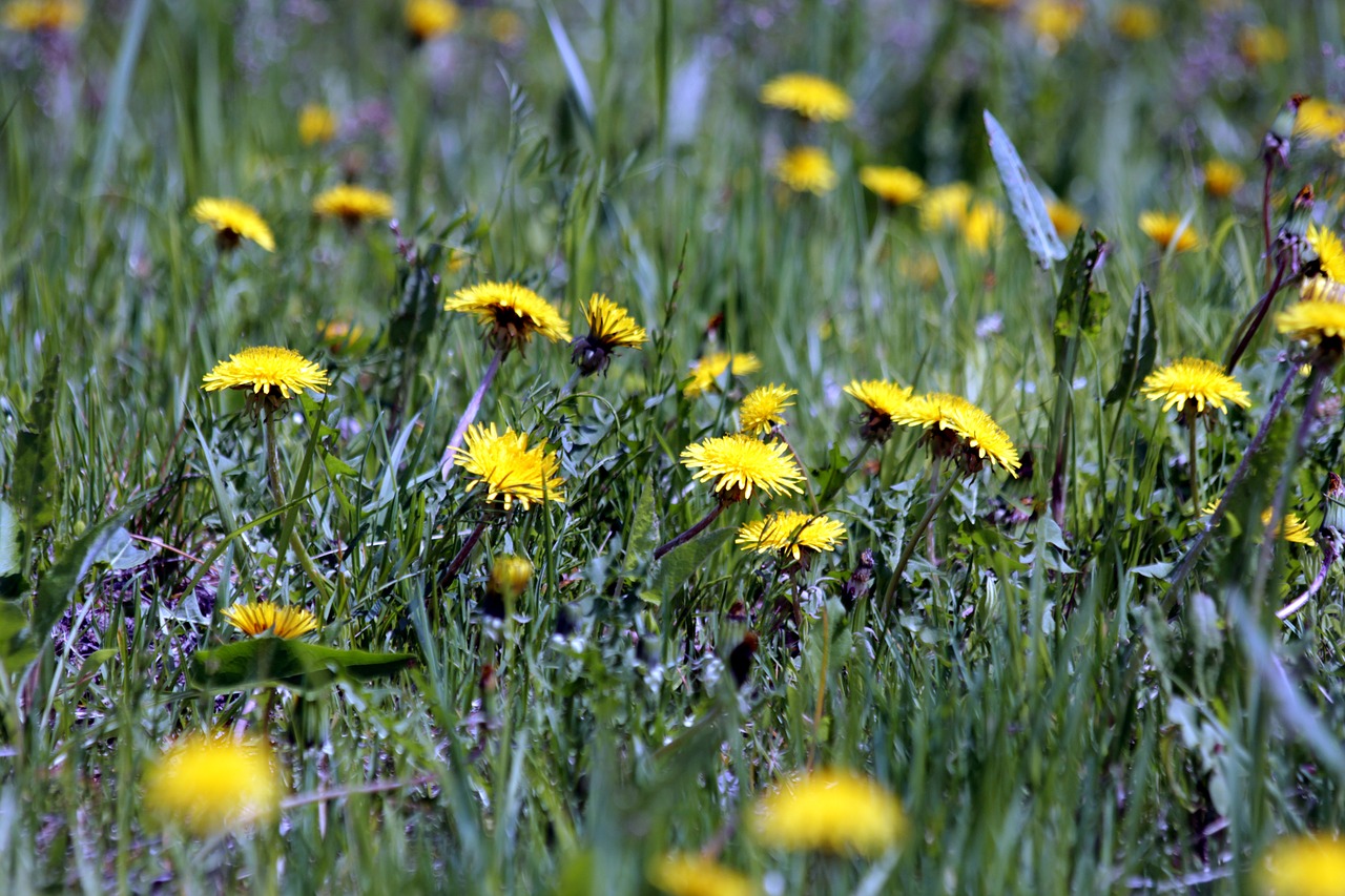 dandelions  field  meadow free photo