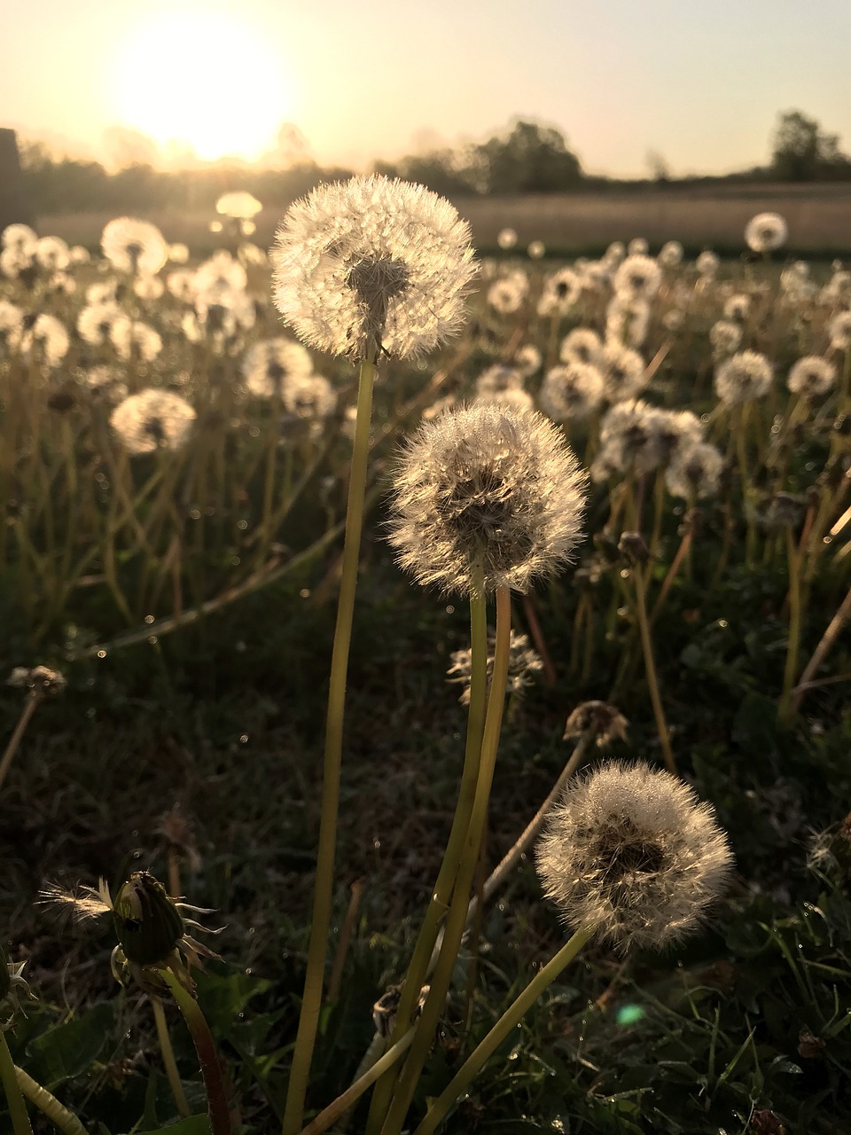 dandelions  dandelion  makeawish free photo