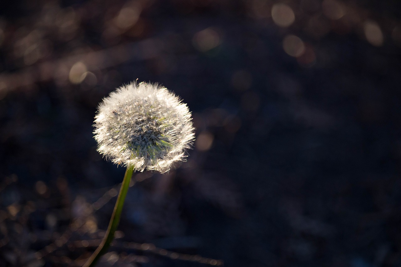 dandelions  flowers  nature free photo