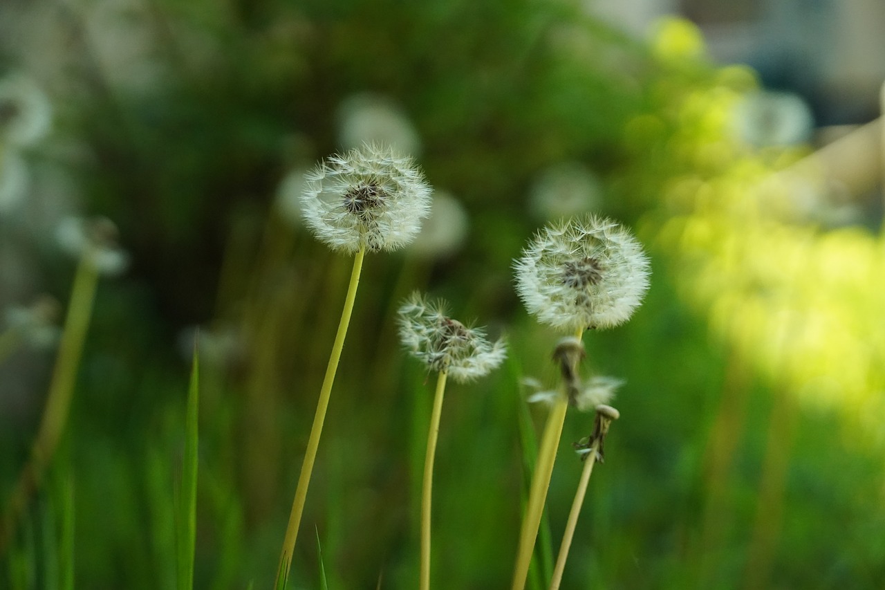 dandelions  seeds  flower free photo