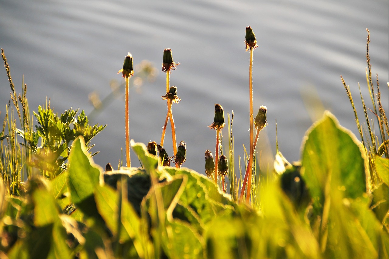 dandelions  flowering  spring free photo