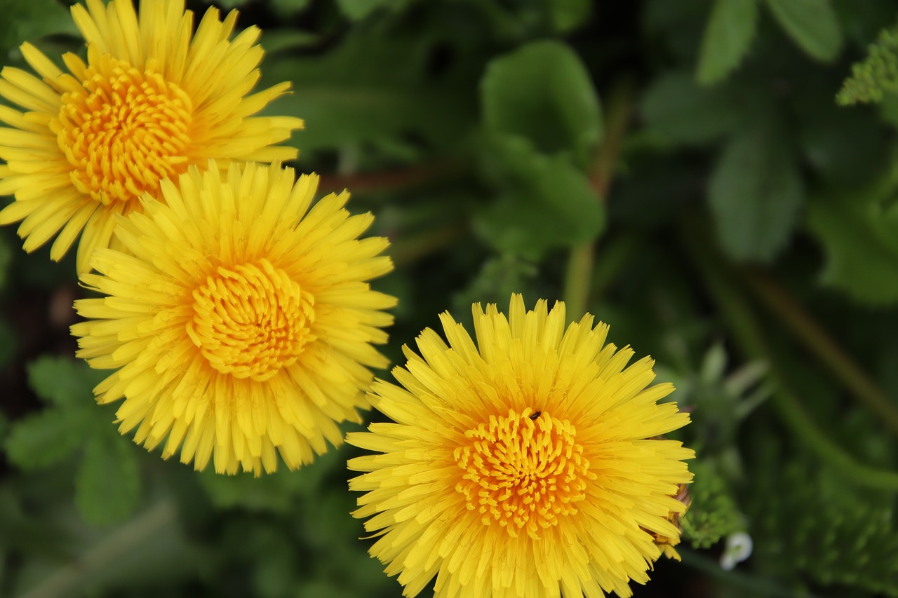 dandelions  yellow flower  botany free photo