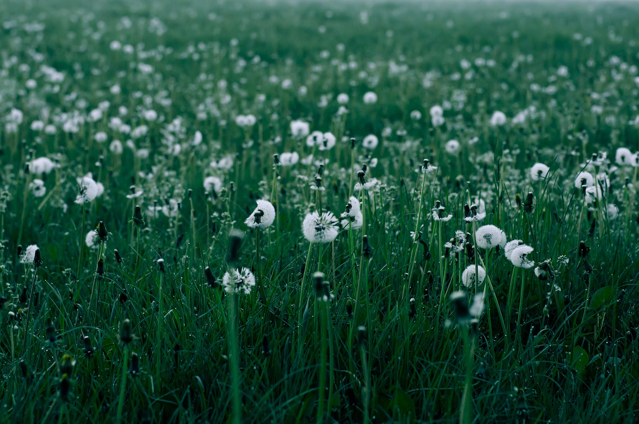 dandelions  field  dandelions in a field free photo