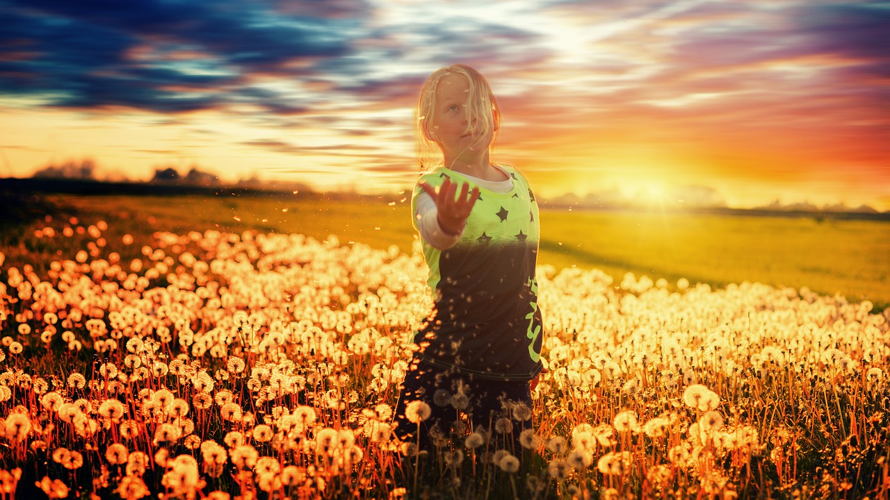 dandelions  sunset  girl free photo