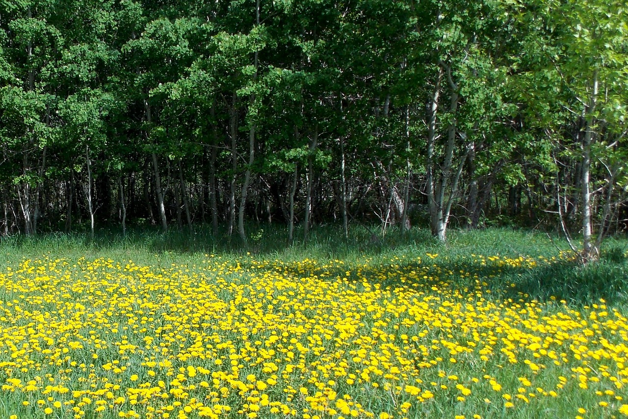 dandelions yellow trees free photo