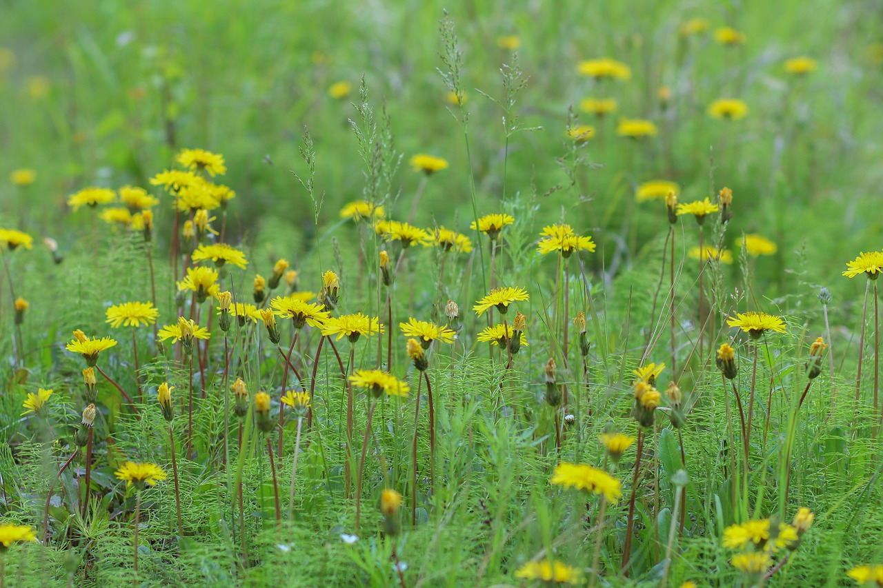 dandelions glade green free photo