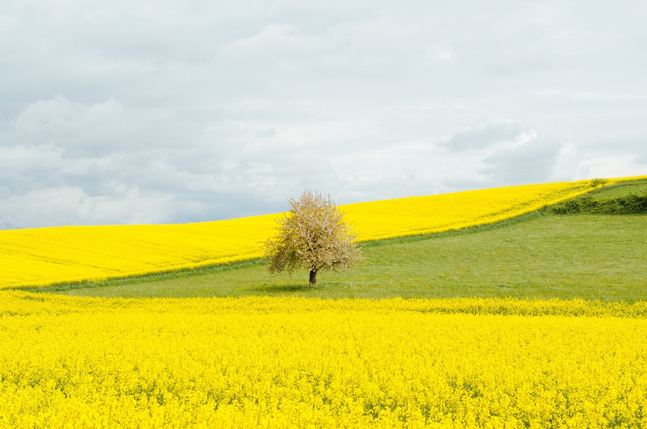 dandelions fields grass free photo