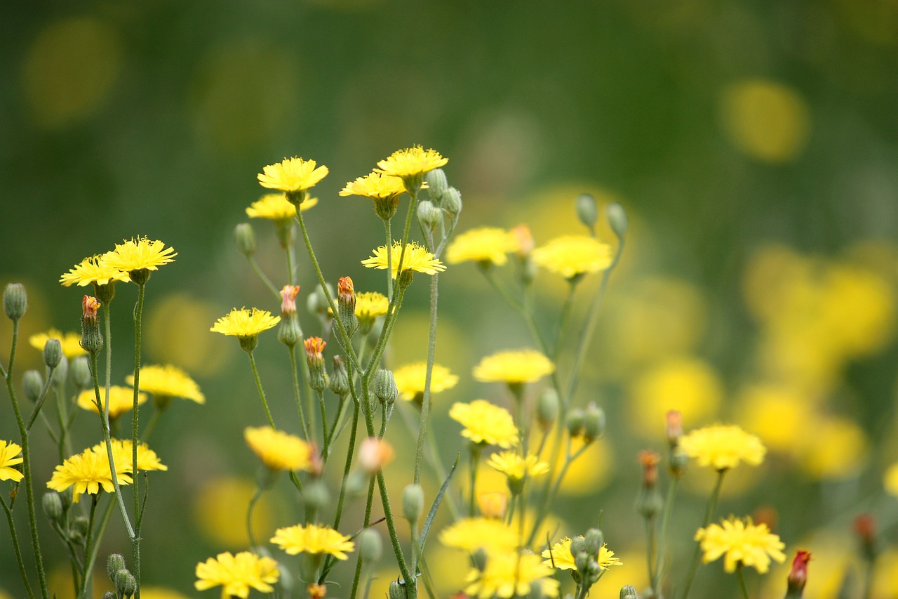 dandelions weeds lawn free photo