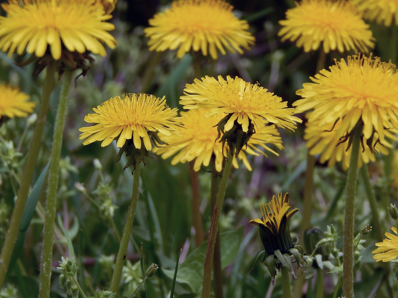 dandelions spring flowers free photo