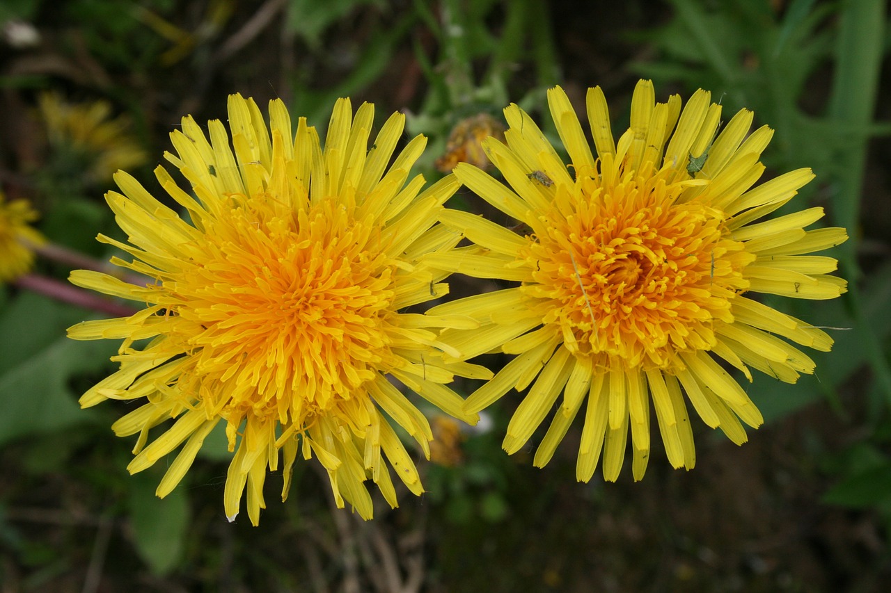 dandelions flower yellow free photo