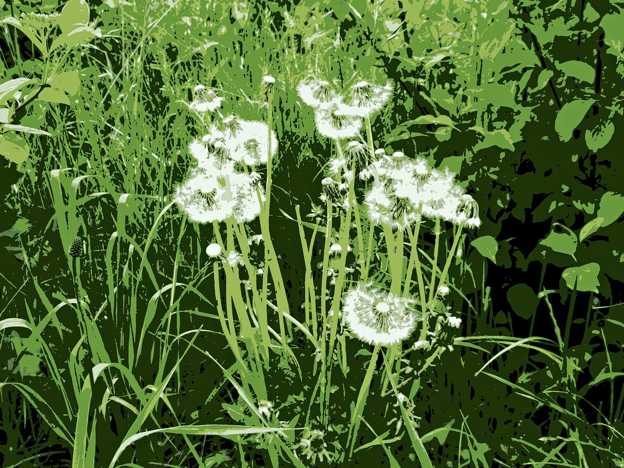 dandelions meadow green free photo
