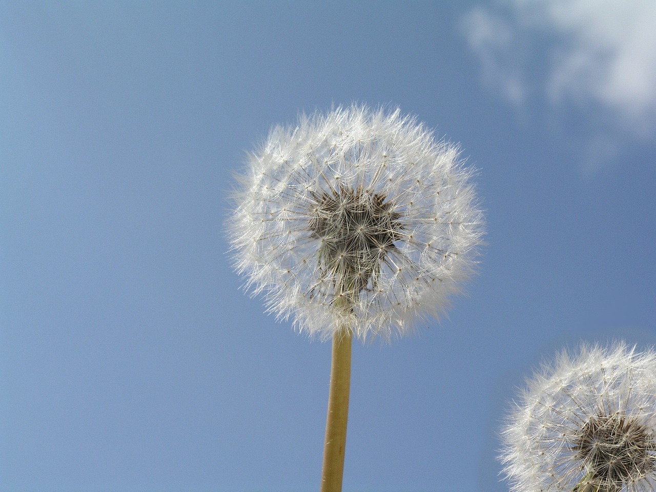 dandilion plant weed free photo