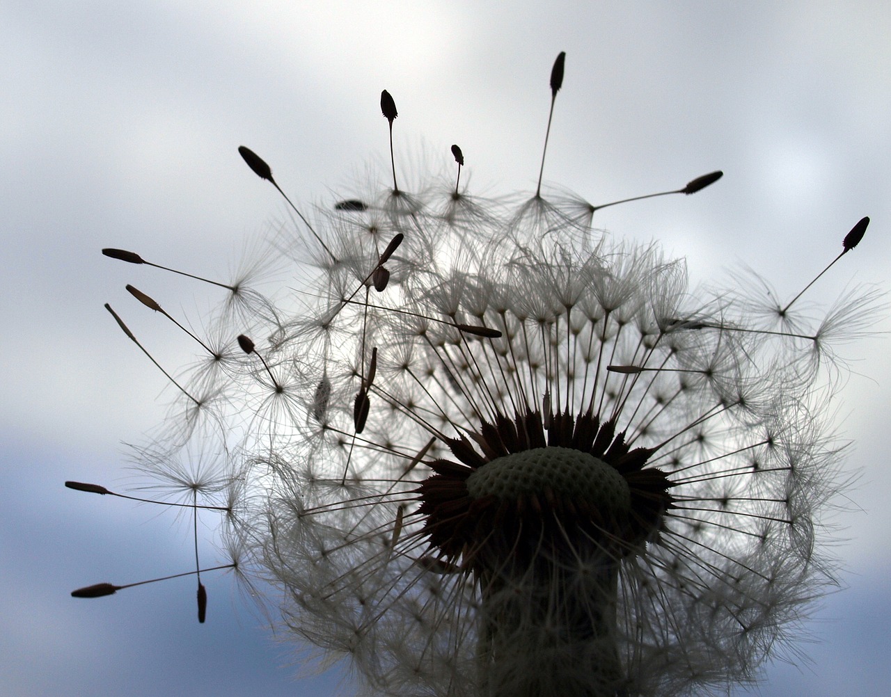 dandilion flower plant free photo