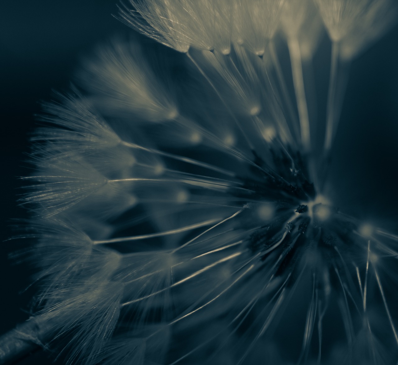 dandilion  flower  makes a wish free photo