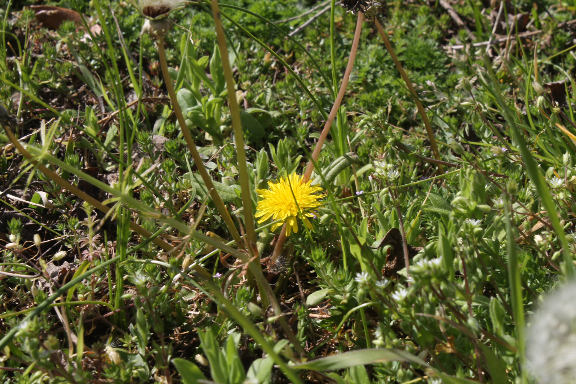 flower dandelion field free photo