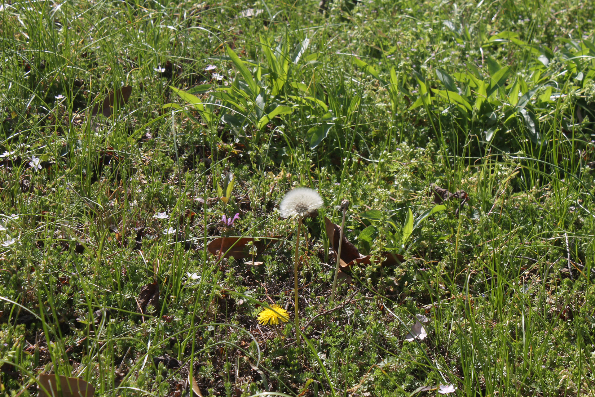 flower dandelion field free photo