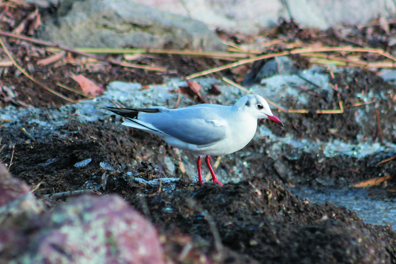 dankasirály  water bird hunting  seagulls free photo