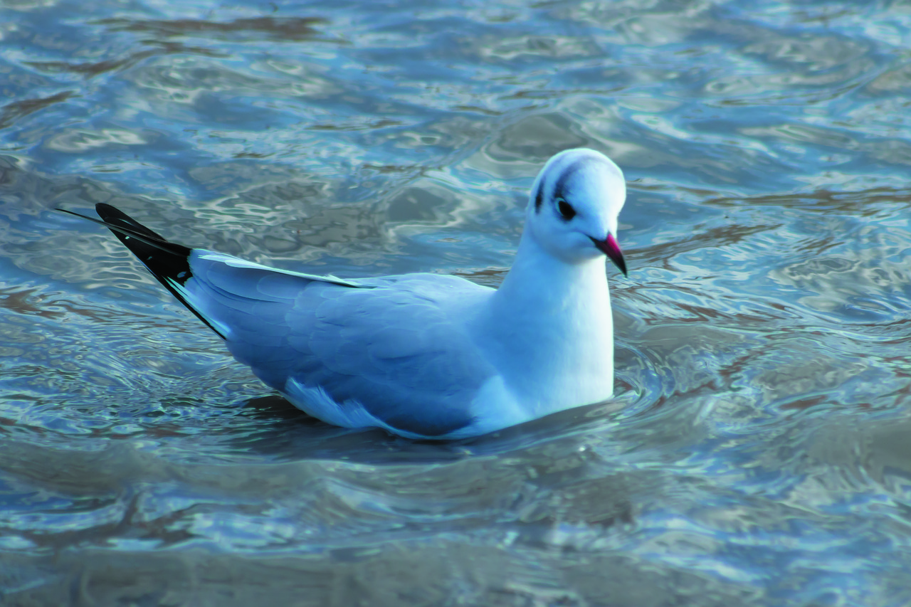 dankasirály  seagull  bird free photo