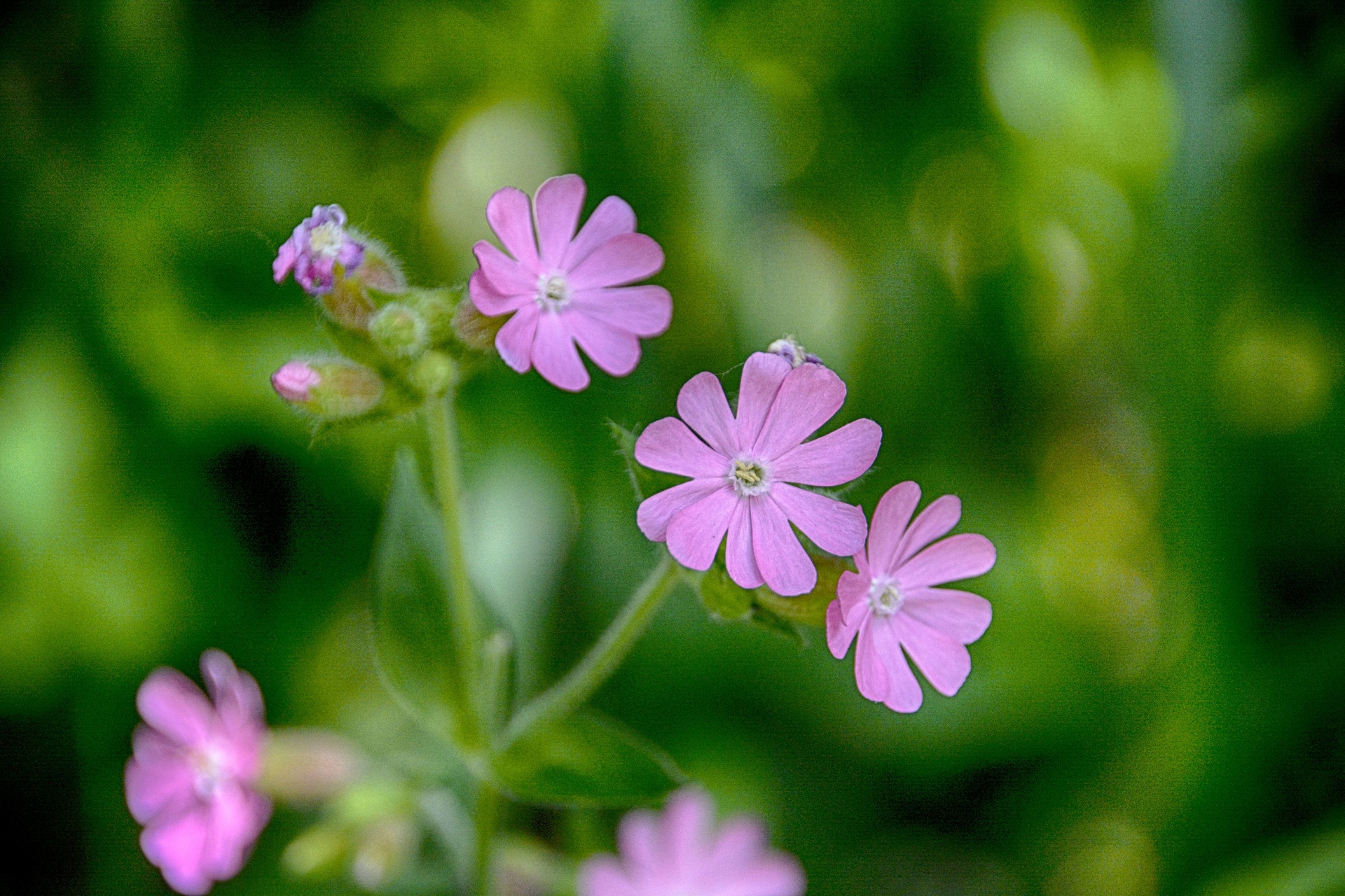 flowers plants botany free photo